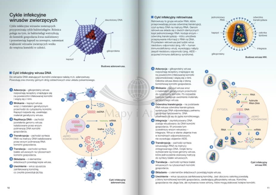 BIOLOGIA NA CZASIE 2 PODRĘCZNIK ZAKRES ROZSZERZONY