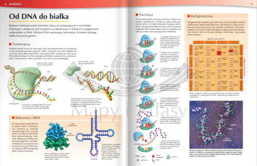 TAJEMNICE CIAŁA ATLAS ANATOMICZNY NOWA ERA