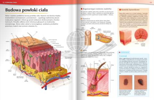 TAJEMNICE CIAŁA ATLAS ANATOMICZNY NOWA ERA