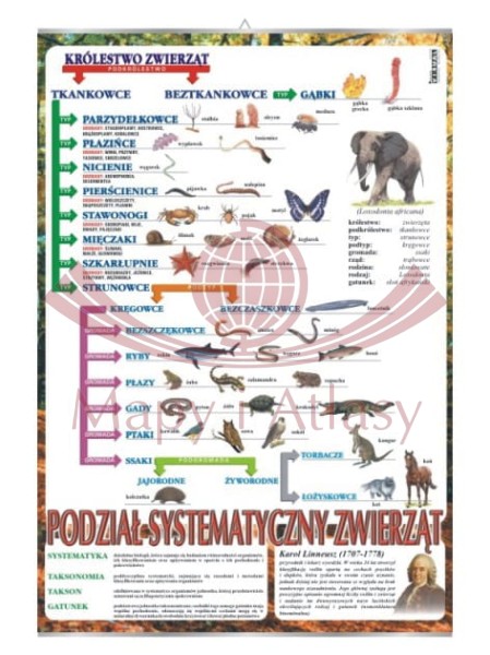SYSTEMATYKA ZWIERZĄT PLANSZA EDUKACYJNA