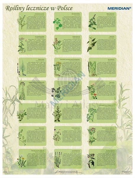 Rośliny lecznicze w Polsce. Plansza edukacyjna. Drewniane półwałki