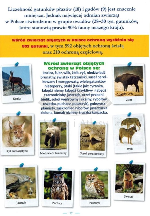 Polska, Europa, Świat. Atlas dla dzieci. Przykładowa strona 4