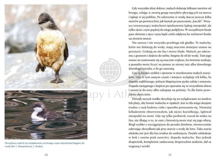 Na kruchym lodzie. Opowieść o Arktyce i zmianach klimatu. Lech Stempniewicz wydawnictwa Bezdroża. Przykładowe strony 4