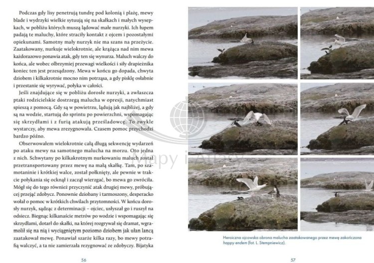 Na kruchym lodzie. Opowieść o Arktyce i zmianach klimatu. Lech Stempniewicz wydawnictwa Bezdroża. Przykładowe strony 5