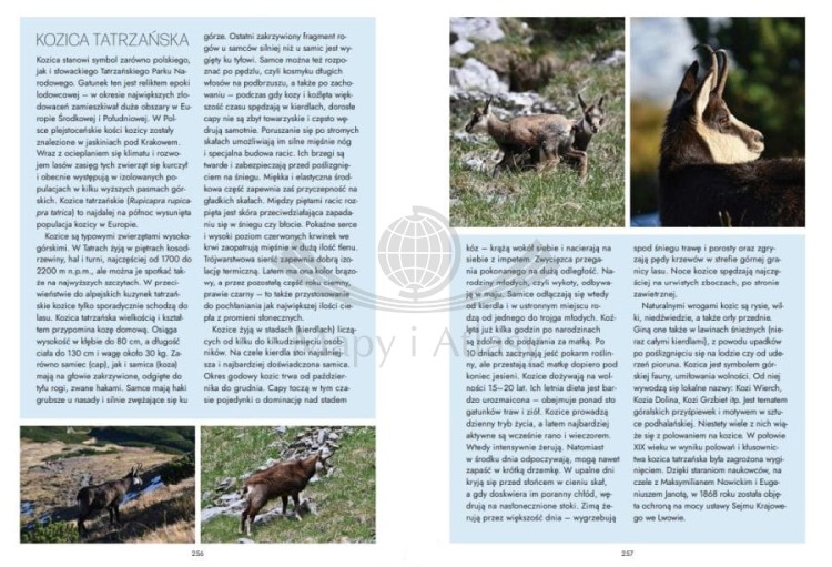 Dzikie Tatry. Poznaj prawdziwe oblicze tatrzańskiej przyrody. Przewodnik wydawnictwa Bezdroża. Przykładowe strony 3
