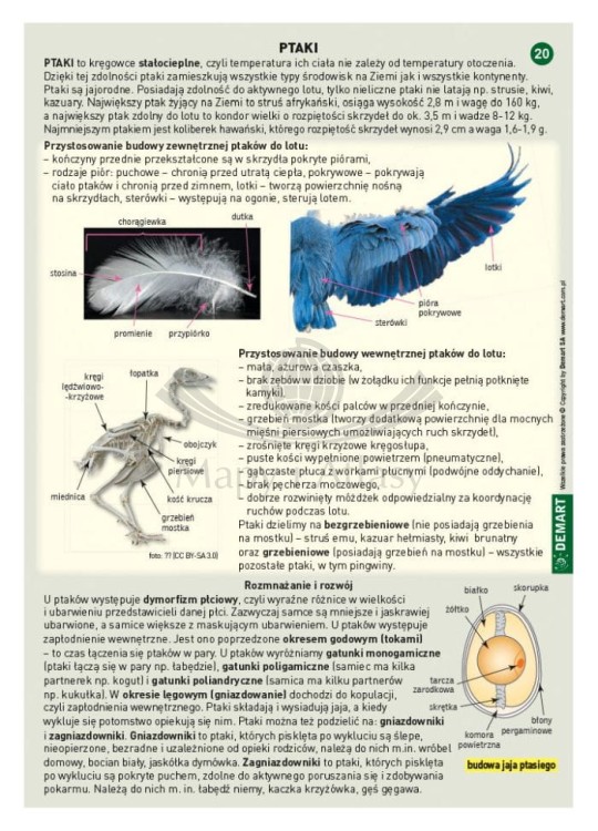 Ściągi do Biologii wydawnictwa Demart. Przykładowa karta - strona 1