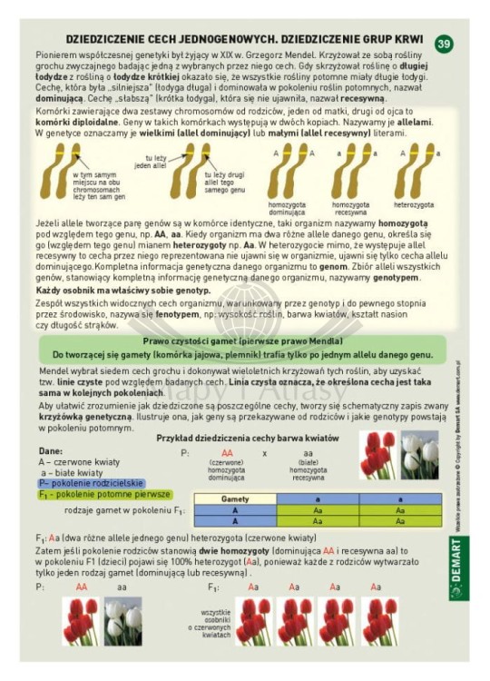 Ściągi do Biologii wydawnictwa Demart. Przykładowa karta - strona 2
