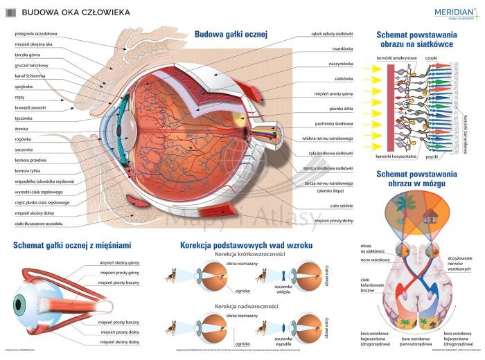 Budowa oka. Ścienna plansza edukacyjna 200 x 150. Drewniane półwałki