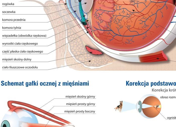 Budowa oka. Ścienna plansza edukacyjna wydawnictwa Meridian. Fragment 1