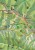 Bieszczady 1:100 000 / Bieszczadzki Park Narodowy 1:50 000. Laminowana mapa turystyczna wydawnictwa WiT. Fragment 1
