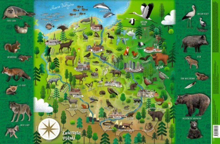 Mapa Polski - zwierzęta. Podkładka na biurko wydawnictwa Demart.