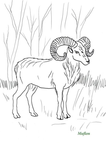 Karkonoskie zwierzaki. Kolorowanka dla dzieci. Przykładowa strona 1