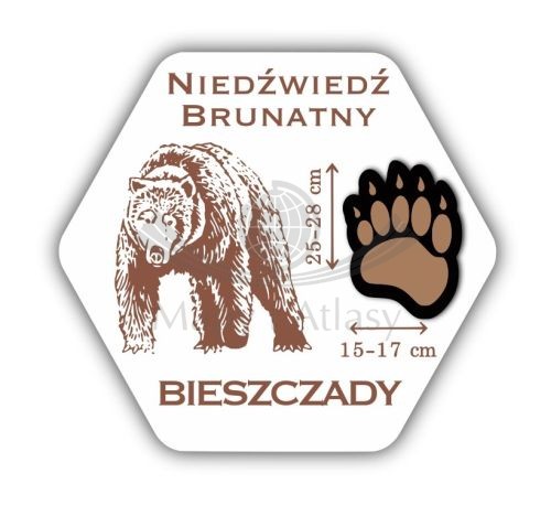 Magnes drewniany "Bieszczady - łapa niedźwiedzia"