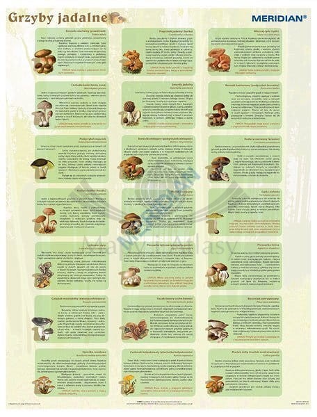 Grzyby jadalne. Plansza edukacyjna. Drewniane półwałki