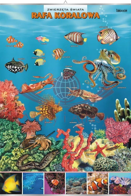 Rafa koralowa. Zwierzęta świata. Plansza edukacyjna