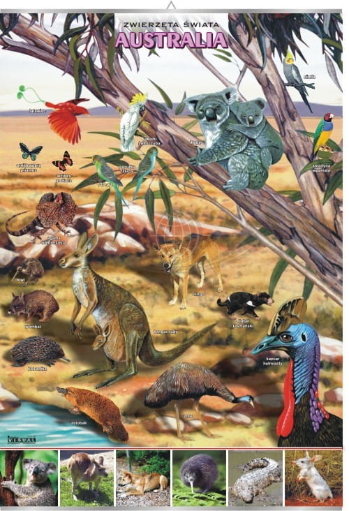 Australia. Zwierzęta świata. Plansza edukacyjna