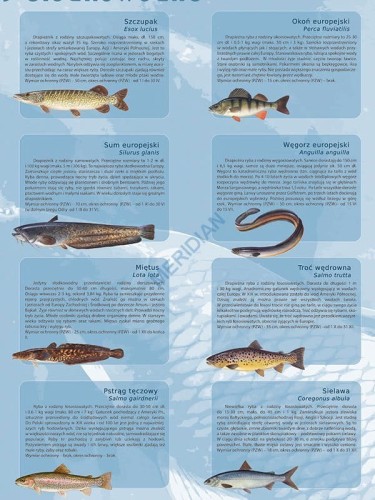 Ryby słodkowodne Polski. Plansza edukacyjna. Drewniane półwałki