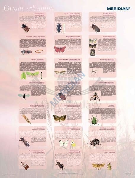 Owady szkodniki. Plansza edukacyjna. Drewniane półwałki