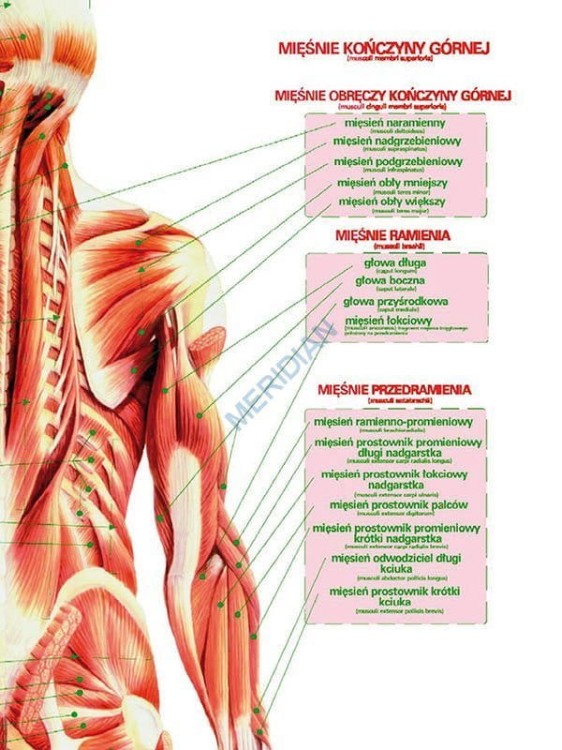 DUO Układ mięśniowy człowieka5.jpg
