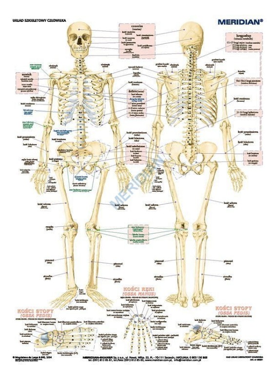 DUO Układ szkieletowy człowieka2.jpg