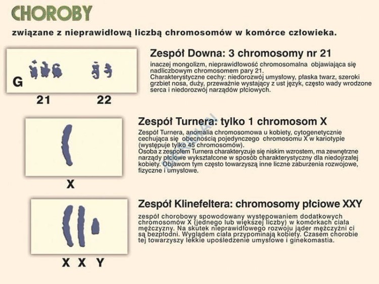 Podstawy genetyki - chromosomy w komórce człowieka. Plansza edukacyjna. Drewniane półwałki