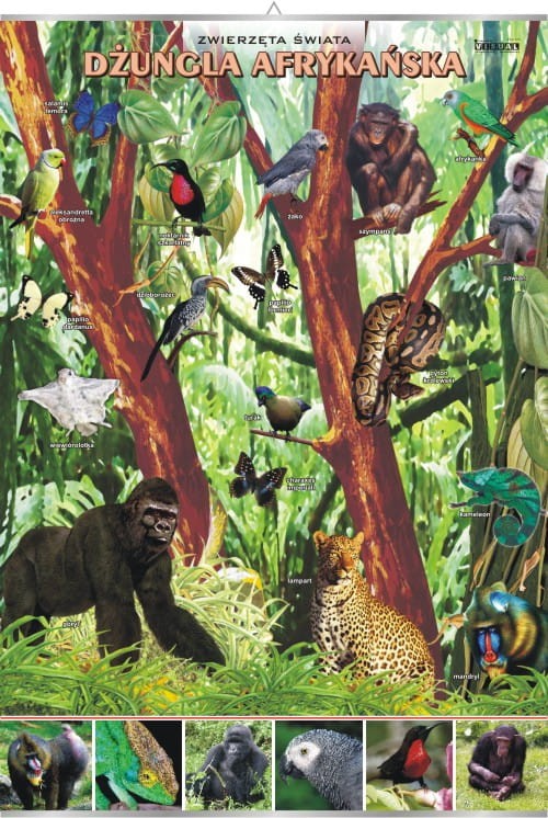 Dżungla afrykańska.jpg