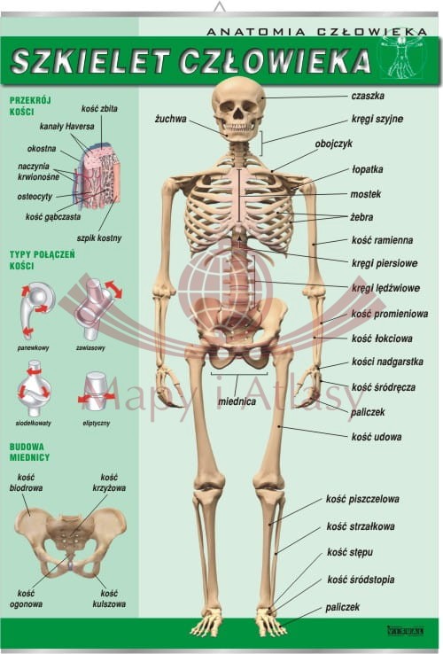 Szkielet człowieka. Plansza edukacyjna