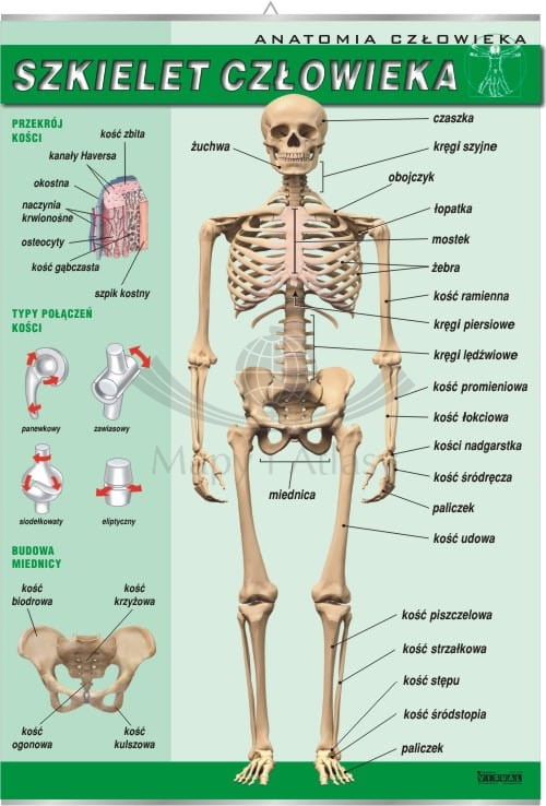 Szkielet człowieka.jpg