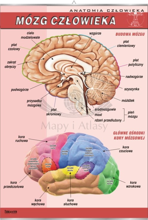 Mózg człowieka.jpg