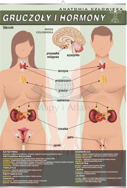 Gruczoły i hormony. Plansza edukacyjna