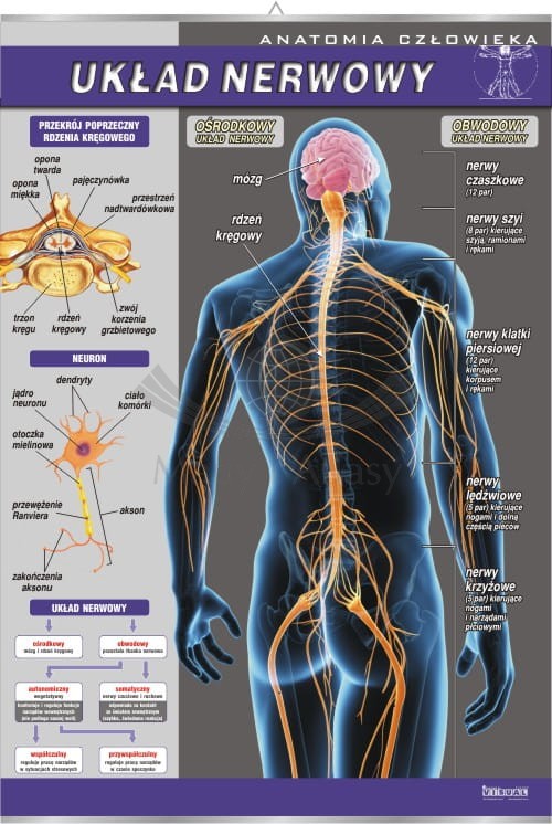 Układ nerwowy. Plansza edukacyjna