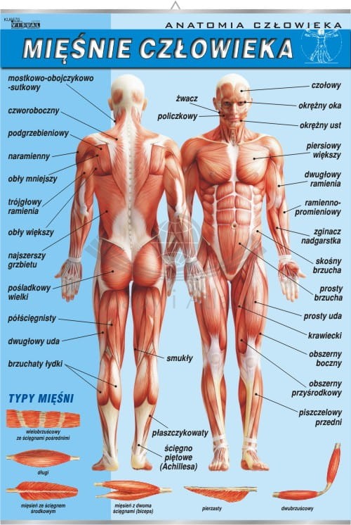 Układ mięśniowy.jpg