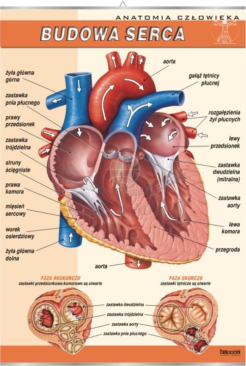 Serce człowieka.jpg