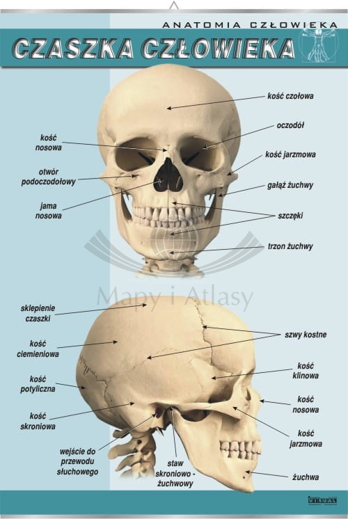 Czaszka człowieka.jpg