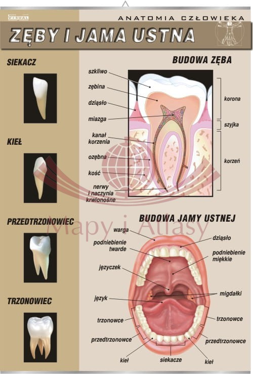 Zęby i jama ustna. Plansza edukacyjna