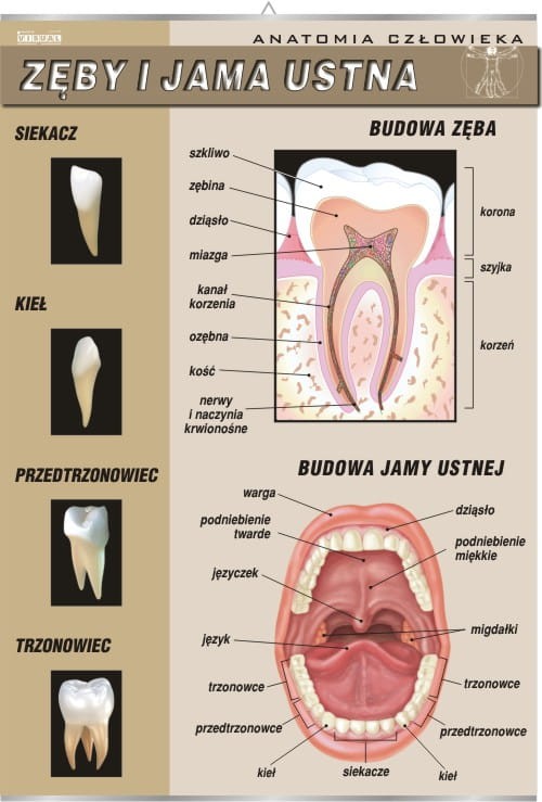 Zęby i jama ustna.jpg