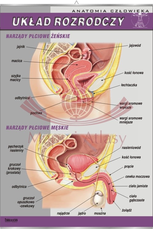 Żeński i męski układ rozrodczy. Plansza edukacyjna