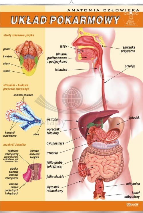 Układ pokarmowy.jpg