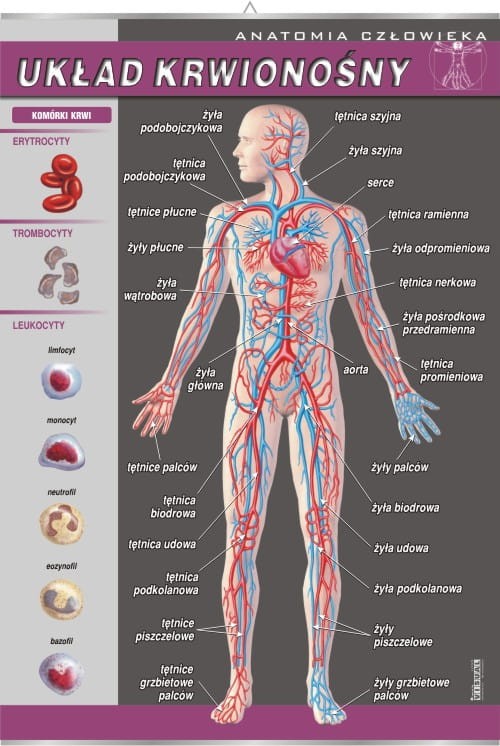 Układ krwionośny.jpg
