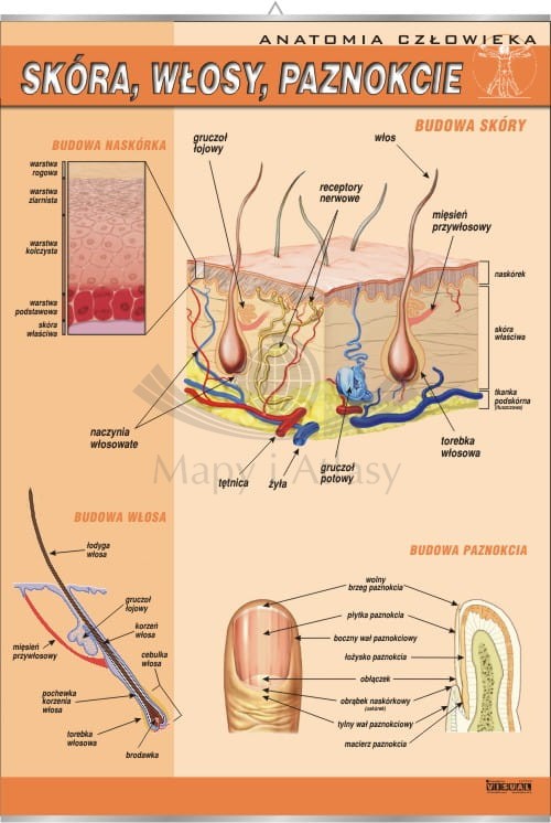 Skóra, włosy, paznokcie. Plansza edukacyjna