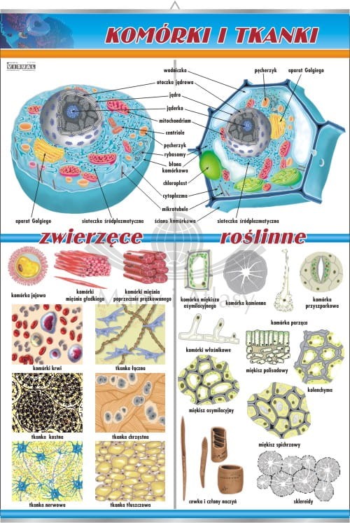 Komórki i tkanki. Plansza edukacyjna