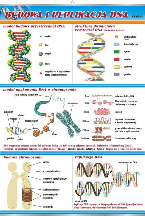 Budowa i replikacja DNA.jpg