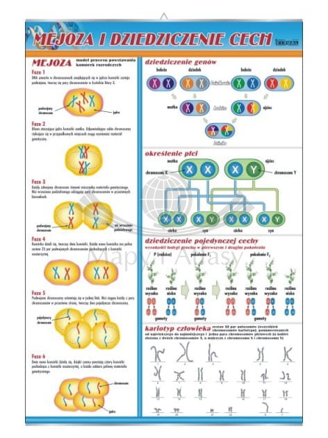 Mejoza i dziedziczenie cech. Plansza edukacyjna