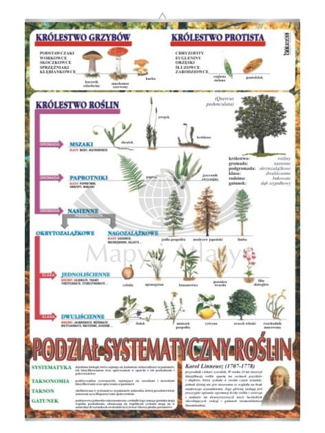 Systematyka roślin. Plansza edukacyjna