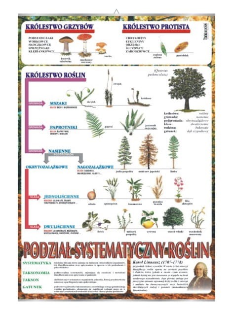 Systematyka roślin.jpg