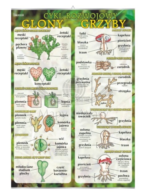 Glony i grzyby – cykl rozwojowy.jpg