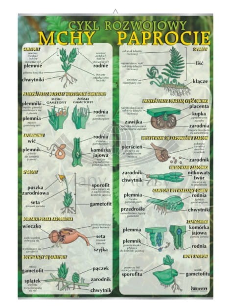 Mchy i paprocie – cykl rozwojowy. Plansza edukacyjna