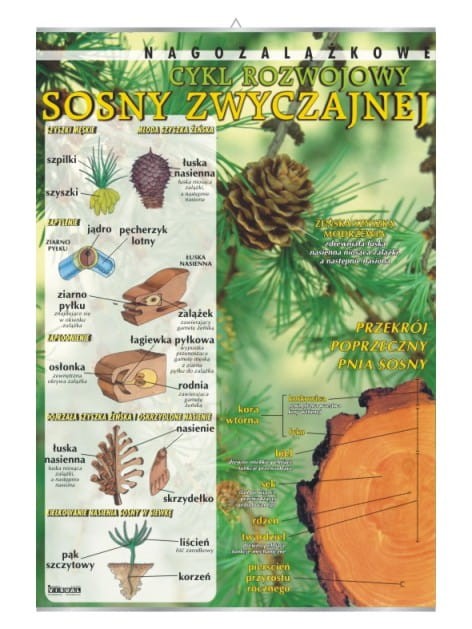 Sosna zwyczajna (nagozalążkowe) – cykl rozwojowy.jpg