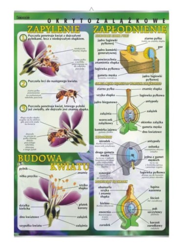 Okrytozalążkowe - budowa kwiatu, zapylenie, zapłodnienie.jpg