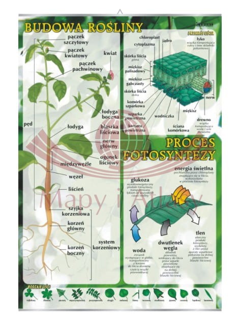 Budowa rośliny, proces fotosyntezy. Plansza edukacyjna